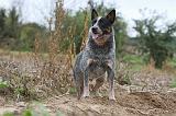 BOUVIER AUSTRALIEN 341